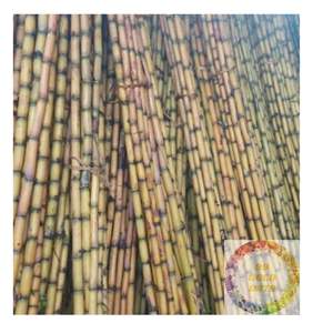 Caña de azúcar verde congelada de Vietnam, jugosa fresca y perfecta para la extracción de jugo y la producción de batidos en todo el mundo - Product Image 6