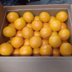 Venta al por mayor de naranjas frescas maduras Navel - Product Image 1