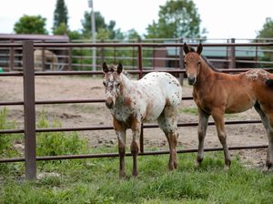 2024 venta 6 Bar 20ft Paneles de valla de ganado continuo - Product Image 3