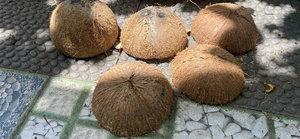 2025ขายเปลือกมะพร้าว100% เปลือกมะพร้าวธรรมชาติที่มีคุณภาพสูงจากผู้ผลิตในเวียดนาม - Product Image 5