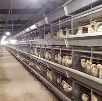 Système de cages en couches de type H YIMUDA avec collecte automatique d'œufs à haute efficacité, en acier galvanisé et courroie en PVC pour élevage de poulets