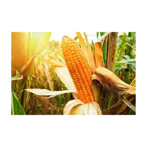 ขายข้าวโพดเหลือง Gmo ขายส่ง ผู้ผลิตสูงใหม่ วัสดุที่ดีที่สุด ด้วยอัตราราราคาถูก - Product Image 4