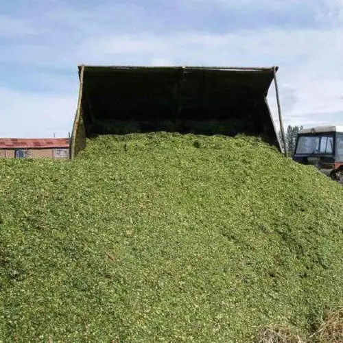 CORN SILAGE ORGANIC /CORN SILAGE未処理乾燥コーンサイレージ混合物栄養添加動物飼料