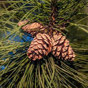 Aceite esencial de madera de cedro puro 100% a granel para masaje SPA y fragancia de aromaterapia Fabricación al por mayor del proveedor - Product Image 6