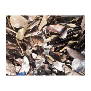 Feuilles de corossol/feuilles de Graviola séchées-produit de bonne qualité et de meilleur prix du Vietnam pour l'exportation - Product Image 3