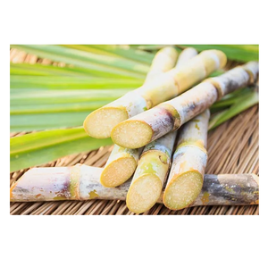 Caña de azúcar recién cortada para consumo humano y alimentación animal - Product Image 6