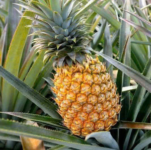 Ananas frais, source de haute qualité et réputée du Vietnam, grande quantité, prix bon marché de Bao Tram Anh Company - Product Image 2