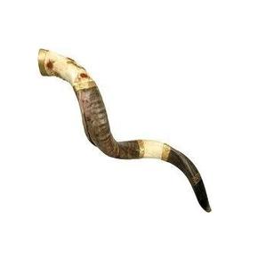 Tendance Top Qualité Ram Corne Shofar Naturel pour Souffler Top Qualité Casher Shofar Kudu Instrument de Musique Traditionnel Religieux - Product Image 3
