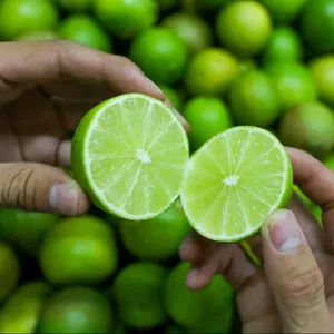 Персидский Лайм Лимон зеленый лимон лайм цитрусовый свежий лайм без косточек Лайм-г-н 84 902627804