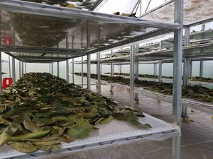 ใบสดจากเวียดนามใบ100% สำหรับการส่งออก2025ขายดี - Product Image 4