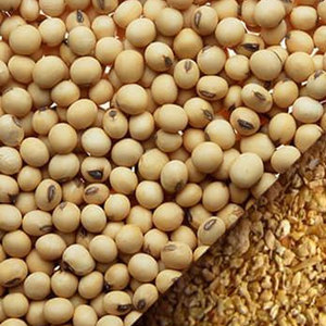 Venta al por mayor de fábrica directa de soja orgánica de alta calidad sin OGM de soja seca a granel grado AA grado alimenticio nuevo producto - Product Image 4