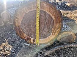 ท่อนไม้วอลนัทพรีเมี่ยม - Product Image 6