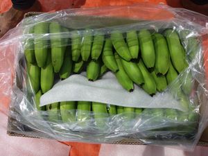 Banane Cavendish fraîche sélectionnée dans des plantations de qualité supérieure avec une apparence propre, une taille uniforme et une qualité d'exportation stable - Product Image 3