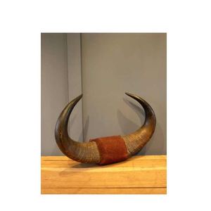 Decoración de Pared Náutica Elegante con Cuerno de Búfalo Natural Montado, Artesanía Natural Pulida, Cuerno de Búfalo Montado en la Pared - Product Image 6