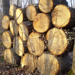 Kiefern-und Hartholz stämme und Holz für den Export
