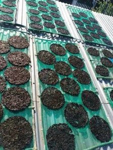 สาหร่ายสีดำแห้งหญ้าทะเลแห้งองุ่นทะเลจากเวียดนาม2025มอส - Product Image 3