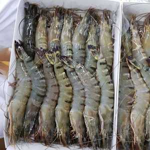 Camarones Tigre Negros Congelados de Primera Calidad, Suministro al por Mayor Directamente de un Procesador Certificado, Exportador para el Mercado Global - Product Image 5