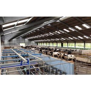 Granja de vacas <span class=keywords><strong>lecheras</strong></span> granja de vacas establo industrial ganadera cobertizo lechero - Product Image 3