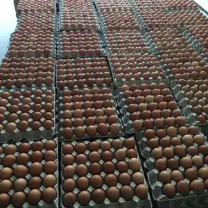 Huevos de gallina de mesa frescos-Huevos de gallina de mesa frescos a la venta en Arabia Saudita con entrega rápida