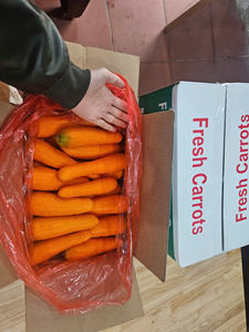 Granja de zanahoria dulce orgánica de Vietnam de alta calidad fresca para exportación y venta al por menor - Product Image 3