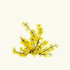 Aceite Esencial de Galbanum 100% Puro, Té Blanco, Franquincienso, Naranja Dulce, Mirra, Pomelo, Geranio, Sándalo para Hidratar - Product Image 2