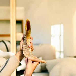 Corne de Choréphore en Mouton Naturel Poli - Décoration Religieuse Écologique de Haute Qualité pour la Maison - Product Image 3