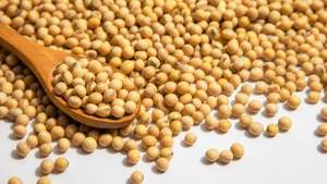 Vente en gros de soja frais américain biologique sans OGM-Durée de conservation de 12 mois - Product Image 3