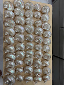 Gros coquillages Turbo nacrés entiers/artisanat de coquillages polis en vrac, décor de coquillages, fournitures de vacances de fête à la plage - Product Image 3