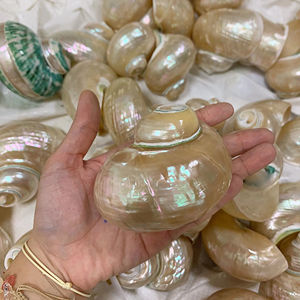 เปลือกหอยเทอร์โบขัดเงาหยกสีเขียวขนาดใหญ่เปลือกหอยเทอร์โบธรรมชาติของเวียดนามสำหรับตกแต่งงานแต่งงานชายฝั่งทะเล - Product Image 1