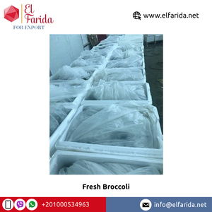 Brócoli fresco de calidad superior de excelente calidad directo de Egipto con el mejor precio de mercado-Exportación al por mayor - Product Image 2