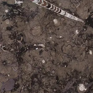 Carreaux de marbre brun fossile pakistanais dans des tailles personnalisées, 100% carreaux de marbre brun fossile en pierre pure, marbre fantaisie Cecilia personnalisé - Product Image 1