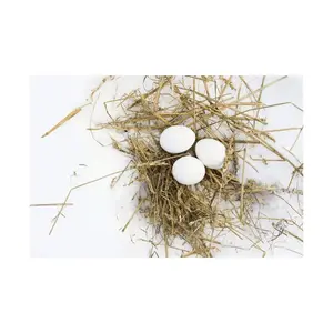 新鮮なタンパク質が豊富な農場の鶏の卵の白いサプライヤー白い殻の卵が利用可能になりました卸売サプライヤー新鮮な鶏の卵
