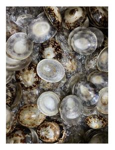 Precio al por mayor Venta caliente concha de mar Natural Lapa Shell 3cm con alta calidad para decoración Festival - Product Image 6