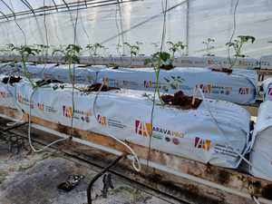 Sacs de culture en fibre de coco ARAVA, écologiques et biodégradables, pour la culture des fraises en serre - Product Image 5