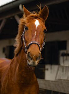 Haute qualité Bling or Rose marron cuir cheval licou nouvelle tendance à la mode conception intelligente pas cher en gros - Product Image 6