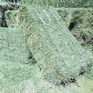 Nouveau 2024 pas cher prix luzerne foin alimentation chevaux bovins luzerne qualité alimentaire pour l'alimentation des animaux par AL SADIQ ENTERPRISES - Product Image 6