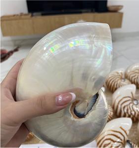 Conchas marinas nacaradas pulidas conchas perfectas para decoración costera regalo de exhibición - Product Image 4