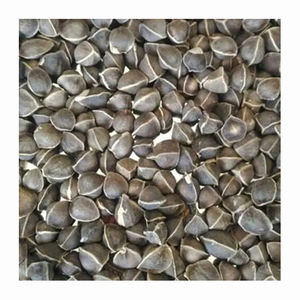 Semillas de Moringa para extracción de moringa Proporciona nutrición y energía Excelente valor medicinal - Product Image 4