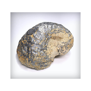 แคปซูลสารสกัดจากสัตว์แอมเบอร์กริสสีขาวสำหรับผู้ซื้อขายส่ง - Product Image 3