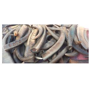 Pointe de corne et couleur de corne naturelle, corne naturelle de haute qualité, nouvelle corne fabriquée au meilleur produit pour la vente - Product Image 3