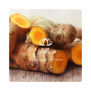 Tranches de curcuma séchées de haute qualité riches en saveur et en couleur de curcumine parfaites pour l'assaisonnement et les plats gastronomiques - Product Image 1