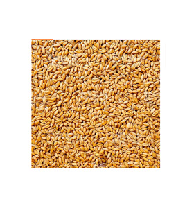 Trigo de Alta Calidad / Grano de Trigo / Trigo en Venta / Cebada - Product Image 6