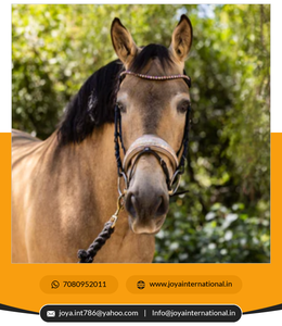 Holesale-ribete de resina, riel natural de temporada - Product Image 6