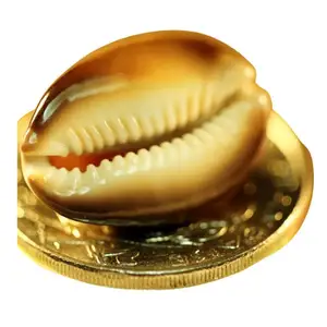 Vietnam Hersteller Großhandel Mini Golden Cowrie Pure Natural Shells Muschel schalen DIY Zubehör