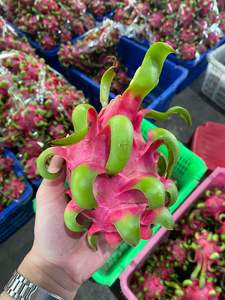 Fruit du dragon frais au Vietnam Prix raisonnable Bonne qualité Fruit du dragon Standard d'exportation TECHMIFOOD - Product Image 5