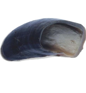 Sabots de vache naturels pour chiens Friandises à mâcher de qualité supérieure pour des dents et des gencives saines - Product Image 2