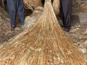 Fibre de Jute 100% orientée vers l'exportation qualité supérieure et prix bas écologique 100% naturel Jute brut durable du Bangladesh - Product Image 5