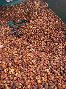 เมล็ดกาแฟเขียวออร์แกนิก แอนตี้ออกซิแดนท์สูง ไม่ใช่พืช GMO อาราบิก้า ปลอดสารเคมี ผลิตภัณฑ์เสริมอาหารแบบดิบ นำเข้าจากเวียดนาม ลำตง โดยตรง GCB26 - Product Image 4
