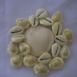 Cypraea Moneta, joyería de concha marina pulida, motivo de cauri amarillo, estilo Floral, tamaño de 1-2cm para decoración del hogar, tipo artesanal - Product Image 6