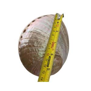 Concha de Abulón Cristal ABALONE, Pulida, Natural, para Hacer Láminas de Concha de Abulón, Color Verde y Blanco, Concha de Paua - Product Image 5